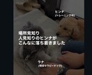 犬猫のペットアロマホームケアの基本を教えます 犬や猫がいても香りを使って大丈夫？基礎を学べる90分 イメージ4