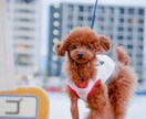 一眼レフやスマホで撮った画像のレタッチをします どんな写真でも可愛く明るくふわふわに！ イメージ3