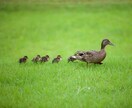 赤ちゃんを授かれる？霊視で子宝鑑定いたします 妊娠の可能性・授かる時期について妊活に寄り添った霊視鑑定 イメージ3