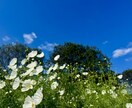 数秘術を使ってあなた様の個性をお伝えします 数字からあなた様への愛のメッセージをお伝えします イメージ1