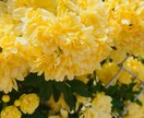 SNS映えする写真を撮るコツ伝授します 加工の仕方と構図が大事。いいねの数だけ嬉しくなります♪ イメージ5