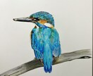 写真からペットイラストを色鉛筆で手描きします 写真とは違う温もりを優しいタッチで、心を込めて制作します イメージ2