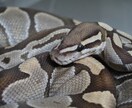 動物の飼育相談、問題行動相談になっております 犬、猿、フクロウ、モモンガ、爬虫類全般、その他飼育経験あり イメージ6