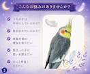 鳥さんの気持ちを丁寧にお伝えします 言葉にならない想いを静かに届けます。 イメージ2