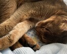 カウンセリング✖️占いで悩み解決へ繋げます 試行的実施中。相談のプロがカウンセリングします。 イメージ1