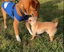 ワンちゃんの飼いはじめをサポートします （トイレ、甘噛み、破壊など望ましくない行動の改善） イメージ4