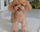 大切な愛犬さんをお作りします うちのコ羊毛フェルトワンコオーダー イメージ5