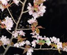 北海道の大自然を、季節感のある写真で販売します ＊°.大自然の美しさ提供します.°＊ イメージ4