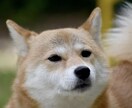 毎日ツラいと感じている方…私が寄り添い癒します あなたはひとりではありません！心のもやもや吐き出しませんか？ イメージ8