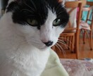 お子さんから ご老人まで お話聞きます 疲れきったあなた の 心 癒します一人で悩まないで！ イメージ1