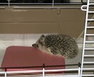ハリネズミの飼い方＆買い方教えます ハリネズミ飼育の経験に基づいたアドバイス。 イメージ3