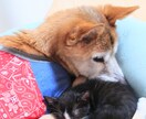 シニアわんこへの愛情も不安も一緒に考えます 介護もお別れも優しく寄り添い、そっと受けとめます イメージ7