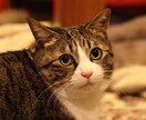 感覚過敏のお悩みうかがいます 人には理解されにくいご自身の感覚、心のうちをお話する場に イメージ2