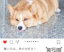 Instagram風デザインうちの子名刺を作ります ＋2000円で100枚(送料無料) イメージ4