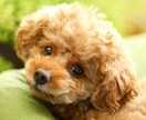 女性限定、秘密厳守。悩み事、愚痴、なんでも聞きます 寄り添い心の負担を少しでも減らせたらと思います！ イメージ1