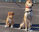 懐かない野犬（保護犬）が家族になるサポートをします （水族館で多くの野生動物経験を、野犬のしつけに活用） イメージ7
