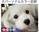ペット（犬専門）パーソナルカラー診断します 犬パーソナルカラー診断の資格者が愛犬の魅力を色で引き出します イメージ1