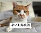 愛するペットへ質問できます はいかいいえで答えられる質問を聞いてみましょう。 イメージ2