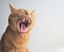 罵倒活！一緒に悪口を言いまくりスッキリさせます 共有して頂いたモヤモヤを一緒に罵倒し、背負い投げ～！ イメージ1