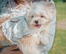 犬【SNS掲載なし】わんちゃんのお写真撮影します 何気ない毎日を、かけがえのないキヲクに。 イメージ2
