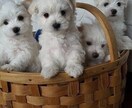 障害者なお持ちの性の悩み相談してうけます 障害者があって、でも性の悩み相談のります。ます。 イメージ1
