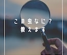 なんか変な虫が出た!これ何?答えます 家の中に変な虫が出たら怖いですよね?答えます。 イメージ1