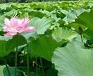 介護の悩みに答えます 在宅で介護する大変さをわかっています、お話聞きます。 イメージ1