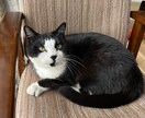 生活の中で撮れる自然な写真を提供ます 初心者ならではの自然な視点での写真です イメージ7