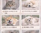 ペットが伝えたい今の気持ちを読み解きます この写真が呼び起こす、魂のメッセージ イメージ3