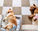 シニアわんこへの愛情も不安も一緒に考えます 介護もお別れも優しく寄り添い、そっと受けとめます イメージ9