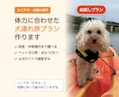 お試し｜シニア犬と行く日帰り旅プラン作ります はじめての方限定・行き先1か所の日帰りプラン イメージ1