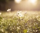 繊細な心に寄り添い、すーっと軽くします あなたの生き辛さは、生きるために必要な能力かもしれません イメージ1
