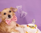 浜松市で愛犬専門の出張撮影いたします ご自宅で自然な表情を丁寧に撮影します イメージ4