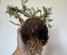塊根植物のはじめかたをお伝えします 塊根植物(パキプスなど)を育てるための第一歩をサポートします イメージ1