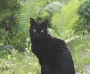 カワイイペットのプロフィール写真撮ります 性格まで写る♪臆病な子でもなぜか私には撮らせてくれます。 イメージ6