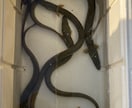 鰻の捕り方、釣り方など教えますます 海と繋がっている川なら大抵どこにでもいますよ〜！ イメージ1