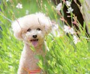 自然な表情をおしゃれに可愛くお撮り致します 関西エリアにご対応しております。 イメージ3