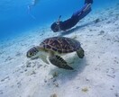 離島、沖縄【応援ナース】転職⭐️移住の相談のります 給与明細見せます⭐️宮古島在住⭐️ナース７年目が聞きます イメージ1