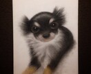 ペットの肖像画、似顔絵、イラストの描き方、教えます 色鉛筆でリアルなペットの肖像画を描きたい方！ イメージ8