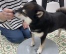 10歳以上のシニア犬に運動とマッサージ一緒にします 期間限定1,500円　シニア犬のマッサージ＆運動！ イメージ5