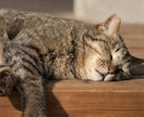 大切なペットちゃんと飼い主様の心と体を整えます ペットの介護などをされている飼い主様へも癒し遠隔ヒーリング イメージ5