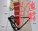 オンライン：ダイエットは【姿勢】で一段階変わります 認定理学療法士が【身体の不均衡】を医療知識で解消します！ イメージ3