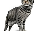 猫ちゃんの似顔絵、デフォルメなど作成します 似顔絵、かわいいイラスト、キャライラスト、人物など描きます イメージ6