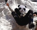 パンダがどんな言葉も受け止めますパンダ イメージ2