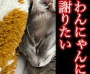 わんにゃんに謝りたい　聞きたい事伝えたい事承ります 保護犬猫と暮らす霊視占い師が、わんにゃんと魂のセッション イメージ2