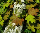 お探しの植物一緒に探します 欲しい植物が売っている場所を見つけてきます イメージ1