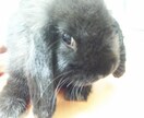 ウサギやフェレットなどのスモールペット飼育アドバイスいたします イメージ1