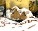 小動物を初めて飼う方、プロが一から教えます プロのペットショップ店員が小動物の飼育をサポート致します イメージ7