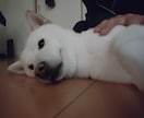 現役福祉職員が、ゆる〜く寄り添います 福祉職員が雑談から深い悩みまで、ゆる〜く聴きます イメージ2
