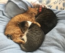 アニマルコミュニケーターがお答えします おうちの動物さんの、お悩み相談お聞き致します。 イメージ3